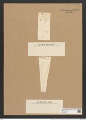 Licmophora grandis var. divisa (Kuetz.) Grun. (de-Toni-Nr.: Genus 86, Species 2966) Zeichnungen Sammlung Grunow Nr. 6023 (NHMW-BOT-W0374519)
